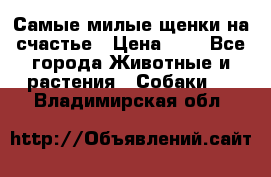 Самые милые щенки на счастье › Цена ­ 1 - Все города Животные и растения » Собаки   . Владимирская обл.